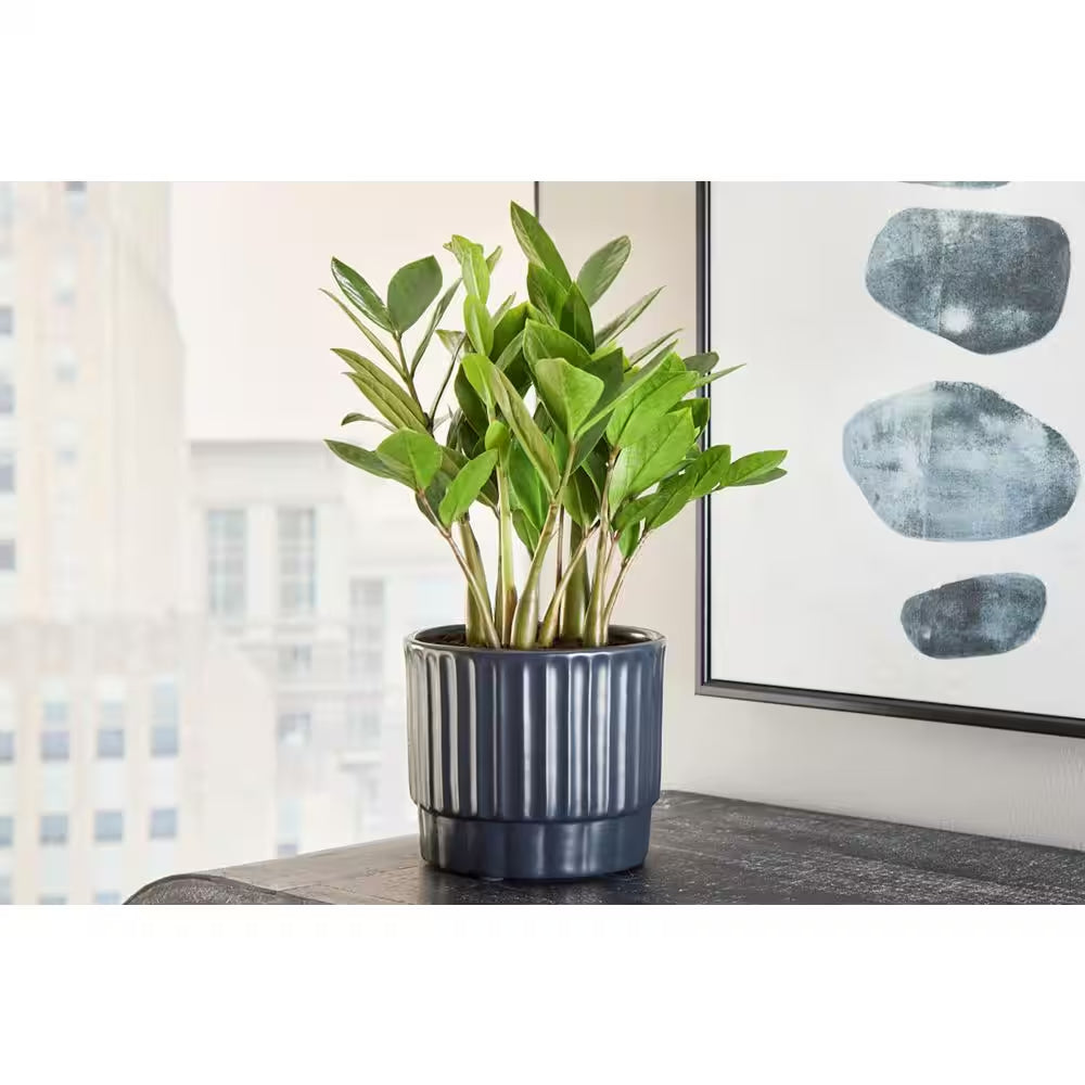 Miller Small Midnight Blue Ceramic Planter with Drainage Hole (5.9 In. L X 5.9 In. W X 5.1 In. H)